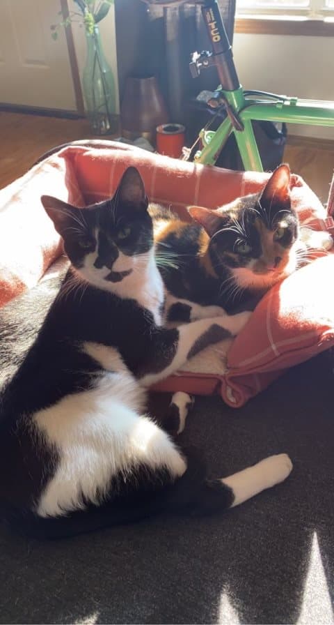 Scooter and Peaches, a tuxedo cat and a calico, curled up together in an orange cat bed in a sunny room