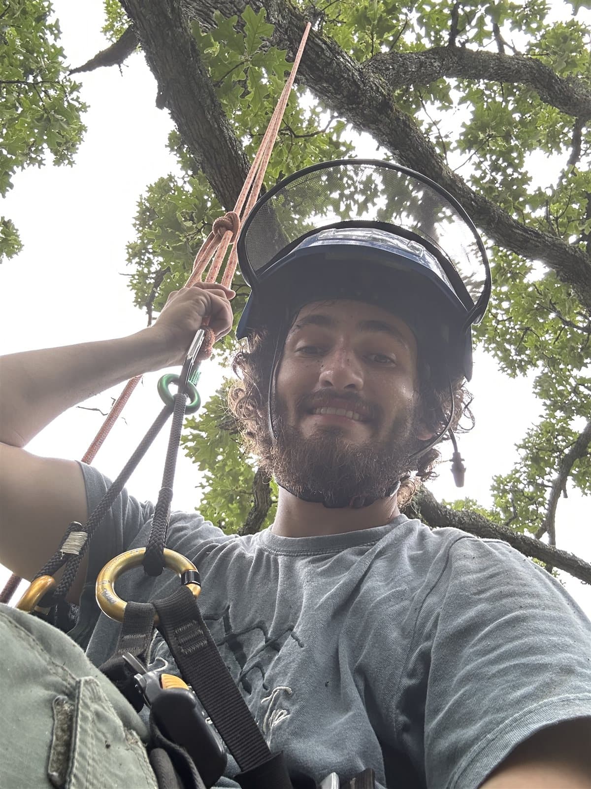 A smiling climber wearing a helmet and face shield, on rope in a tree with carabiners and rigging clipped to a harness