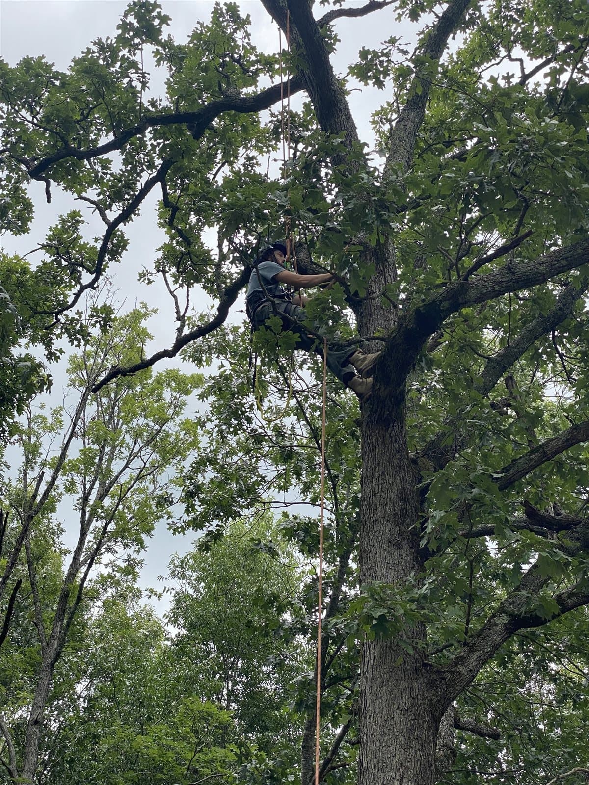 A climber on rope high in the canopy of a mature oak tree in Northwest Arkansas